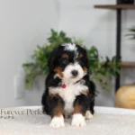 Badger | Tri Multigen Bernedoodle for sale