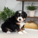 Badger | Tri Multigen Bernedoodle for sale