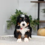 Badger | Tri Multigen Bernedoodle for sale