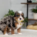 Bear | Blue Merle & Tan Multigen Bernedoodle for sale