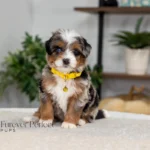 Bear | Blue Merle & Tan Multigen Bernedoodle for sale