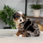 Bear | Blue Merle & Tan Multigen Bernedoodle for sale