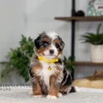 Bear | Blue Merle & Tan Multigen Bernedoodle for sale