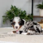 Beatrice | Blue Merle & Tan Multigen Bernedoodle for sale