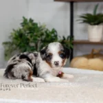 Beatrice | Blue Merle & Tan Multigen Bernedoodle for sale