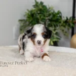 Beatrice | Blue Merle & Tan Multigen Bernedoodle for sale
