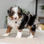 Beau | Blue Merle & Tan Multigen Bernedoodle for sale