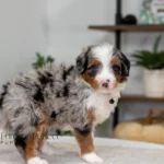 Beau | Blue Merle & Tan Multigen Bernedoodle for sale