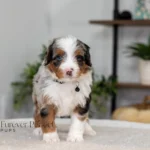 Beau | Blue Merle & Tan Multigen Bernedoodle for sale