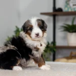 Beckett | Blue Merle & Tan Multigen Bernedoodle for sale