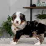 Beckett | Blue Merle & Tan Multigen Bernedoodle for sale