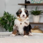 Beckett | Blue Merle & Tan Multigen Bernedoodle for sale