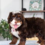 Bella | Chocolate & Tan Multigen Bernedoodle for sale