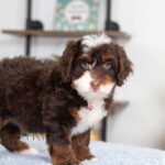 Bella | Chocolate & Tan Multigen Bernedoodle for sale