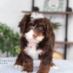 Bella | Chocolate & Tan Multigen Bernedoodle for sale