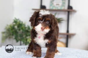 Bella Female Multigen Bernedoodle