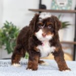 Bella | Chocolate & Tan Multigen Bernedoodle for sale