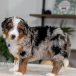 Bennie | Blue Merle & Tan Multigen Bernedoodle for sale