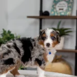 Bennie | Blue Merle & Tan Multigen Bernedoodle for sale
