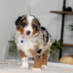 Bennie | Blue Merle & Tan Multigen Bernedoodle for sale
