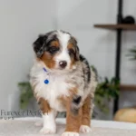 Bennie | Blue Merle & Tan Multigen Bernedoodle for sale
