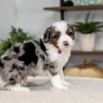 Bianca | Blue Merle & Tan Multigen Bernedoodle for sale