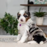 Bianca | Blue Merle & Tan Multigen Bernedoodle for sale