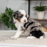 Bianca | Blue Merle & Tan Multigen Bernedoodle for sale