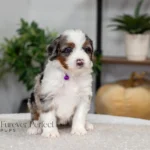 Bianca | Blue Merle & Tan Multigen Bernedoodle for sale