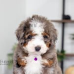 Blossom | Blue Merle Multigen Bernedoodle for sale