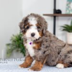 Blossom | Blue Merle Multigen Bernedoodle for sale
