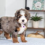 Blossom | Blue Merle Multigen Bernedoodle for sale