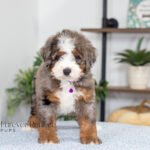 Blossom | Blue Merle Multigen Bernedoodle for sale