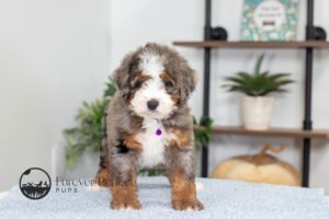 Blossom Female Multigen Bernedoodle