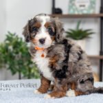 Brenda | Blue Merle Multigen Bernedoodle for sale