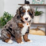 Brenda | Blue Merle Multigen Bernedoodle for sale