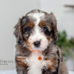 Brenda | Blue Merle Multigen Bernedoodle for sale