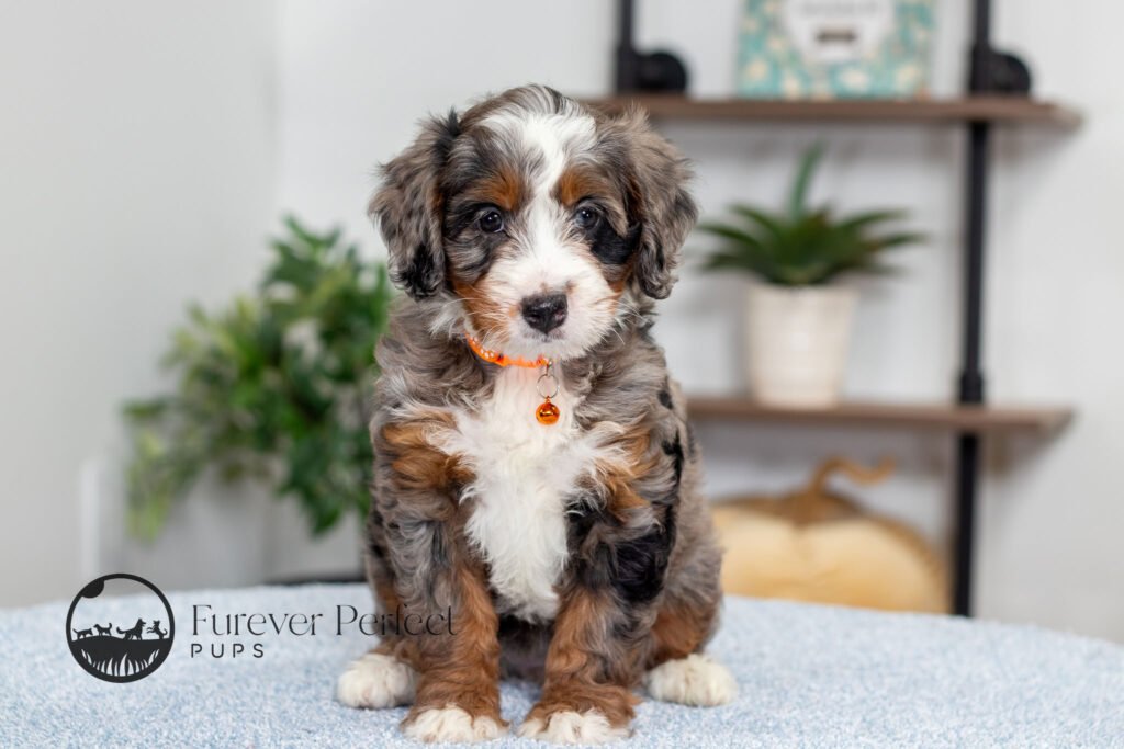 Brenda (5)
