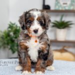 Brenda | Blue Merle Multigen Bernedoodle for sale