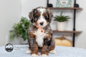 Brenda Female Multigen Bernedoodle