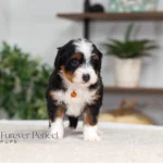 Bridget | Tri Multigen Bernedoodle for sale