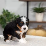 Bridget | Tri Multigen Bernedoodle for sale