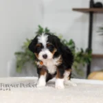 Bridget | Tri Multigen Bernedoodle for sale