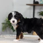 Brielle | Tri Multigen Bernedoodle for sale