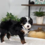 Brielle | Tri Multigen Bernedoodle for sale