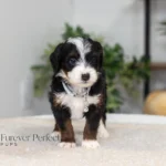 Brielle | Tri Multigen Bernedoodle for sale