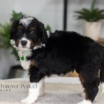 Brooklyn | Tri Multigen Bernedoodle for sale