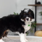 Brooklyn | Tri Multigen Bernedoodle for sale