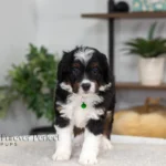 Brooklyn | Tri Multigen Bernedoodle for sale