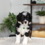 Brooklyn | Tri Multigen Bernedoodle for sale